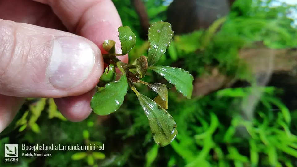 Bucephalandra Lamandau mini red