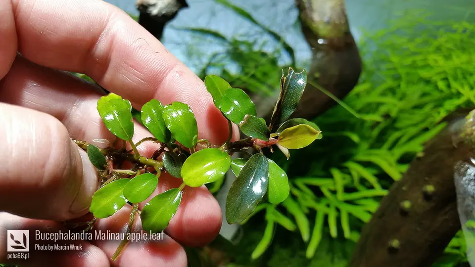 Bucephalandra Malinau apple leaf