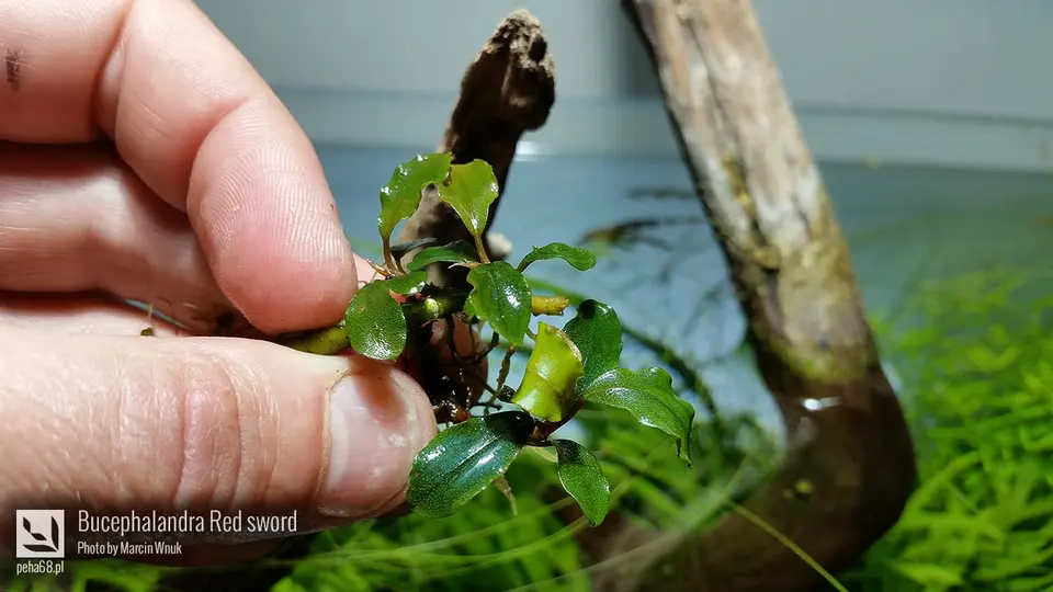 Bucephalandra Red sword