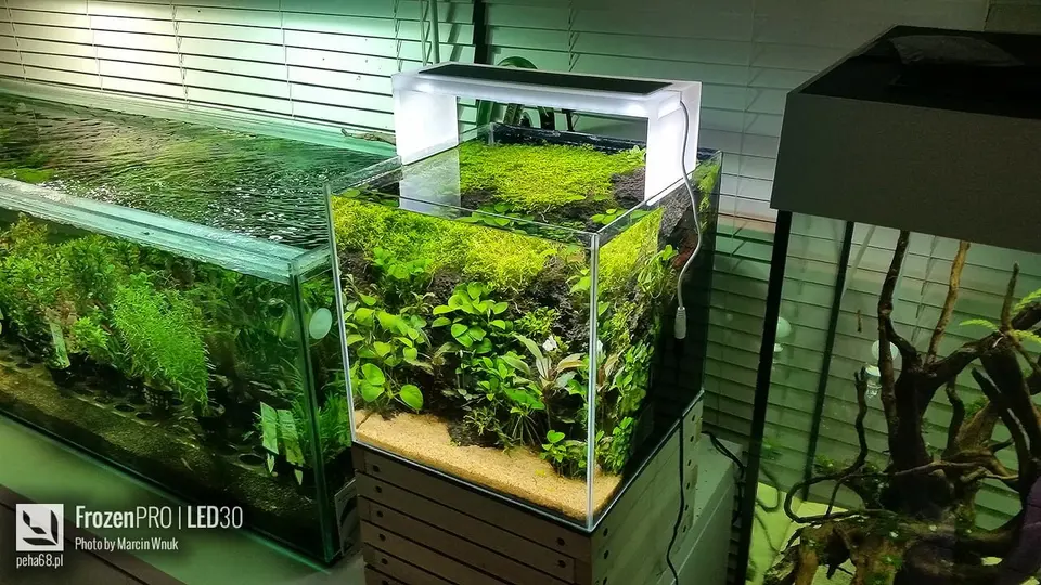 FrozenPRO LED30