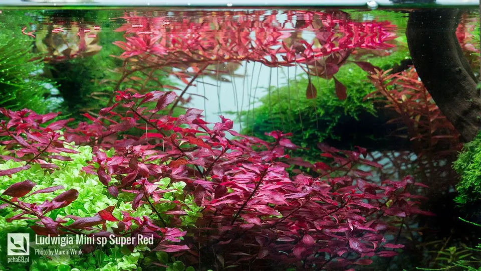 Ludcwifia Super Red Mini