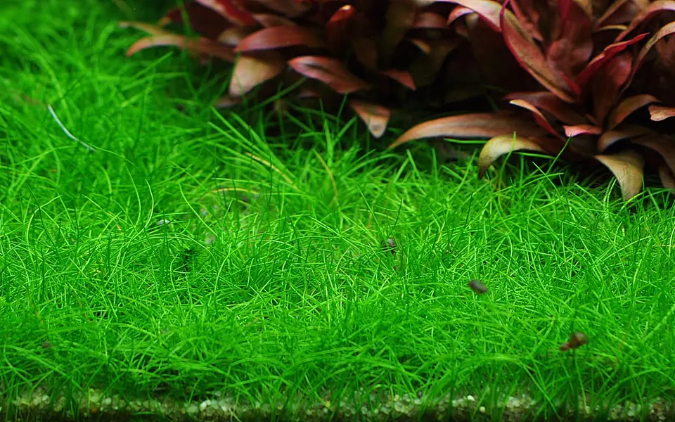 Eleocharis sp mini