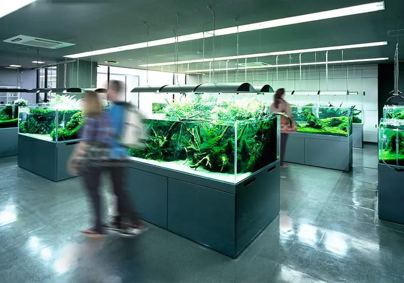 Nature Aquarium Gallery