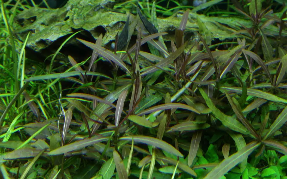 Hygrophila Araguaia