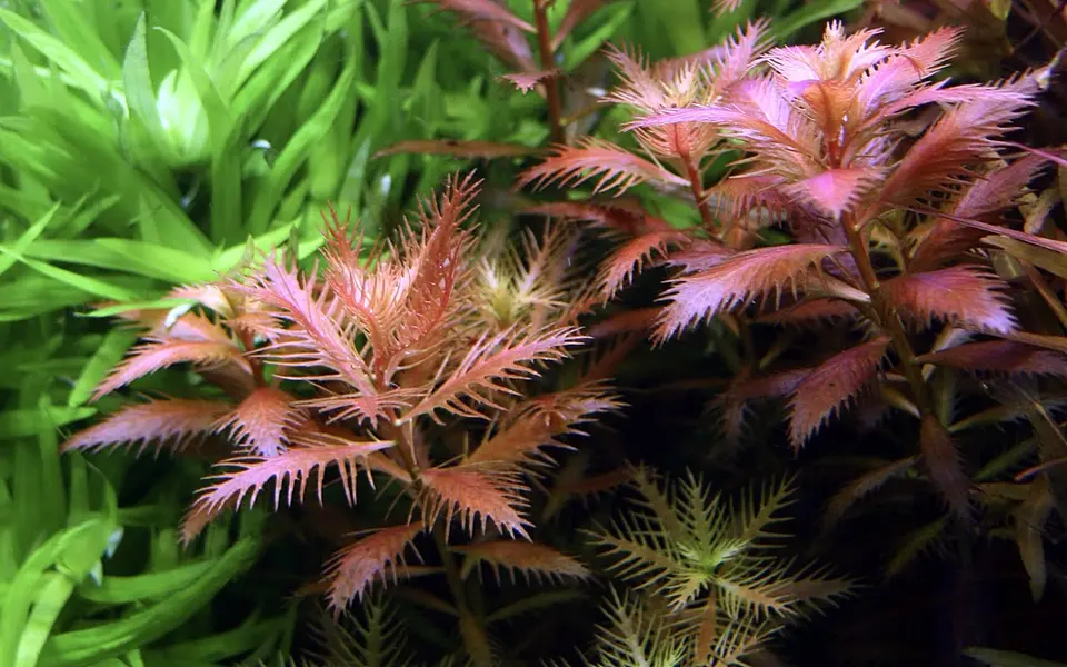 Proserpinaca palustris