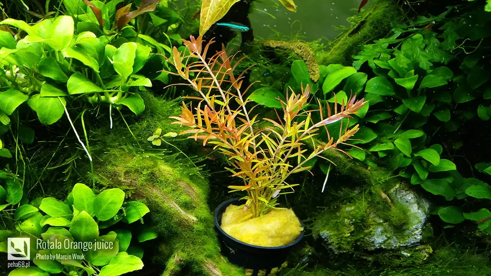 Rotala Orange juice