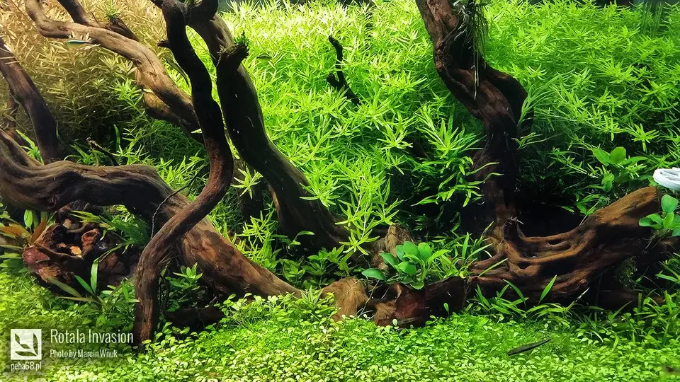 Rotala sp. 'Green'