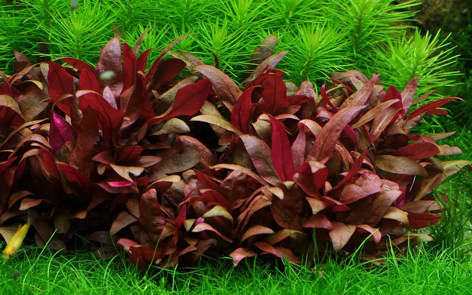 Altenathera reineckii mini