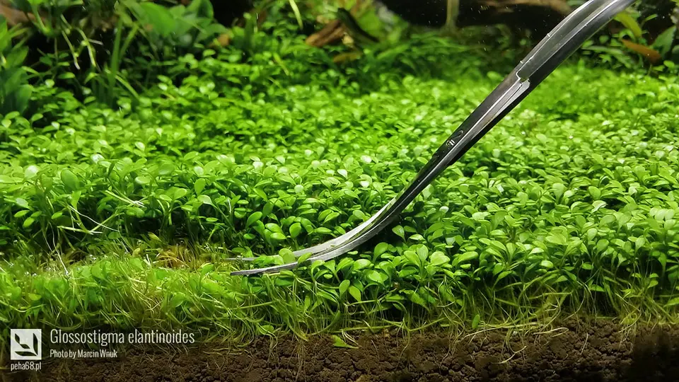 Glossostigma elatinoides