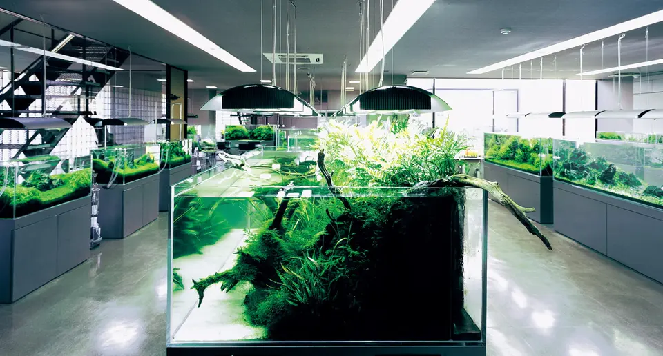 Nature Aquarium Gallery