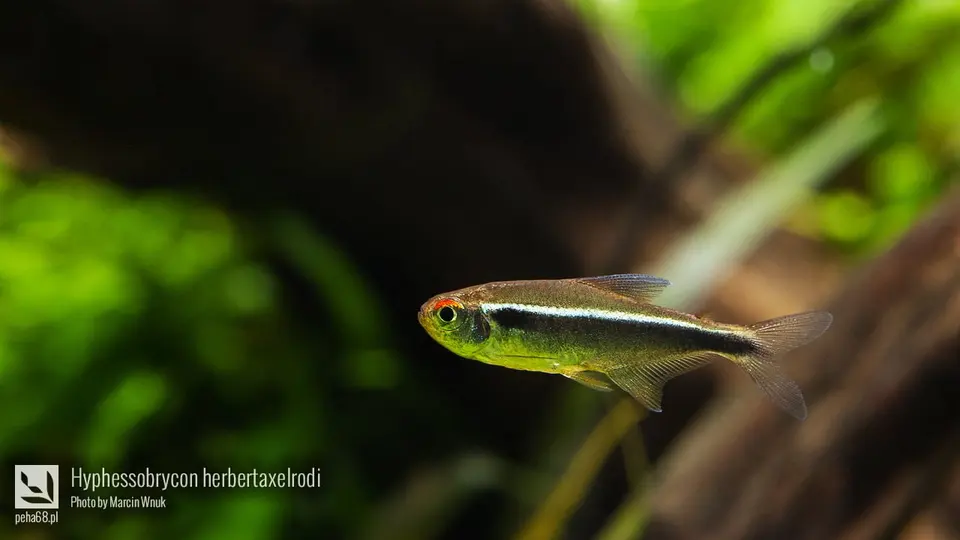Hyphessobrycon herbertaxelrodi