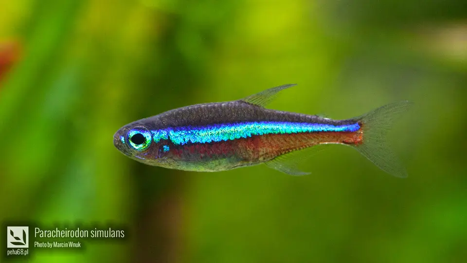 Paracheirodon simulans