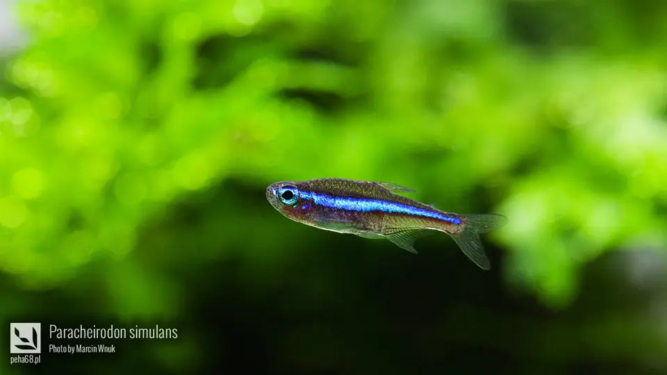 Paracheirodon simulans