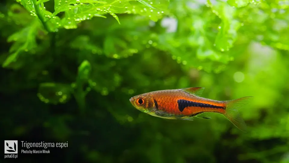 Trigonostigma espei