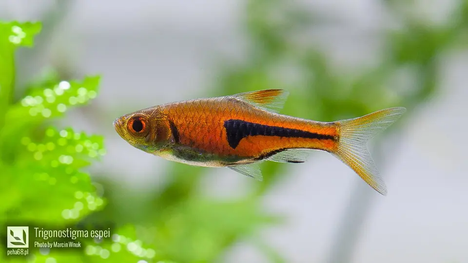 Trigonostigma espei
