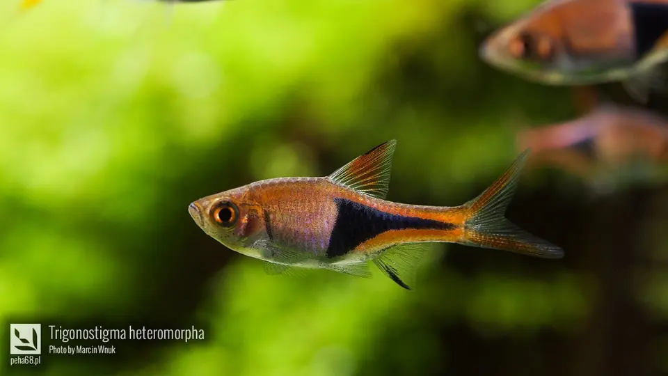 Trigonostigma heteromorpha