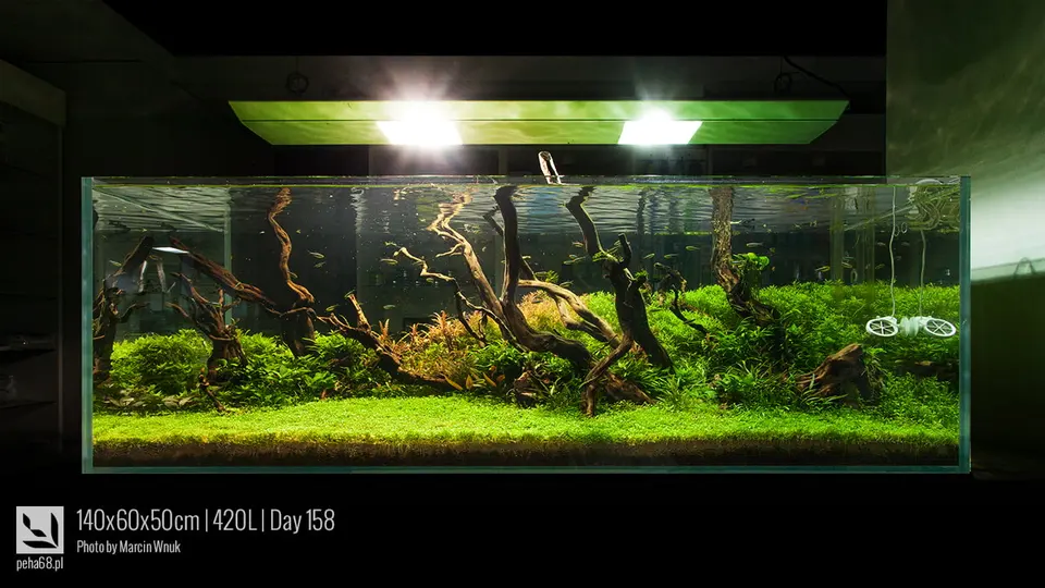 140x60x50cm 420L - Day 158