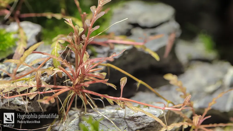 Hygrophila pinnatifida