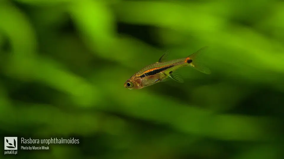 Rasbora urophthalmoides