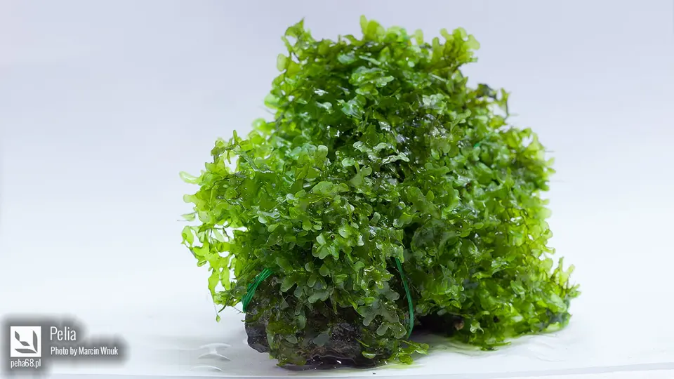 Monosolenium tenerum