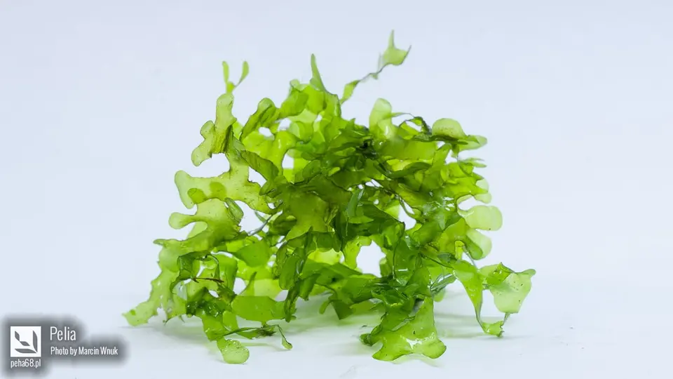 Monosolenium tenerum – poduszka