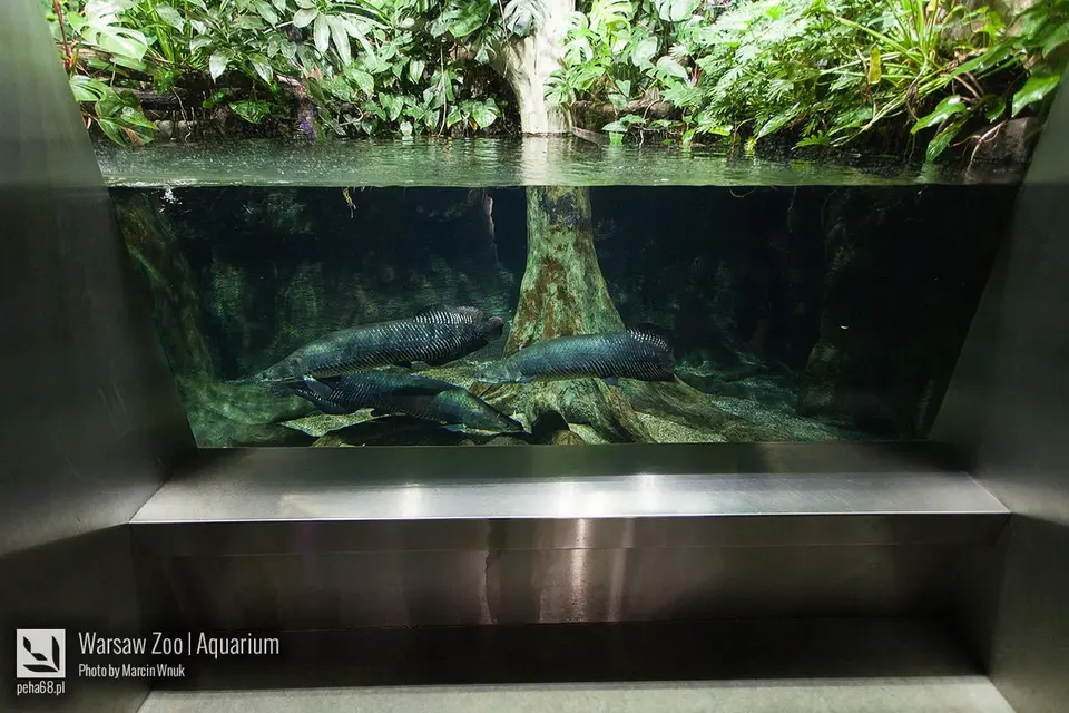 Warszawskie Zoo - Arapaimy