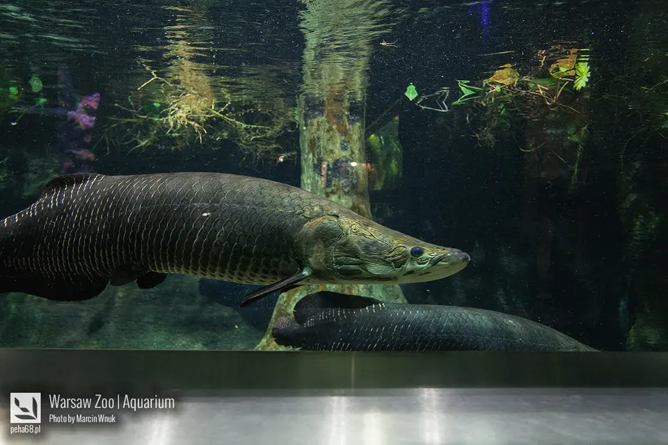 Arapaima 002