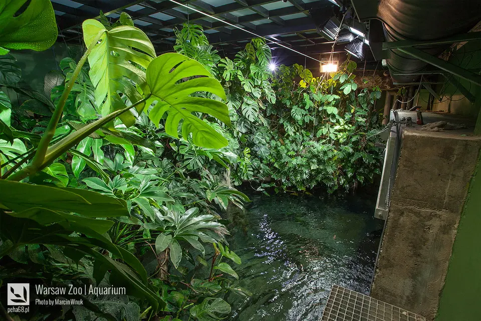 Arapaima 004