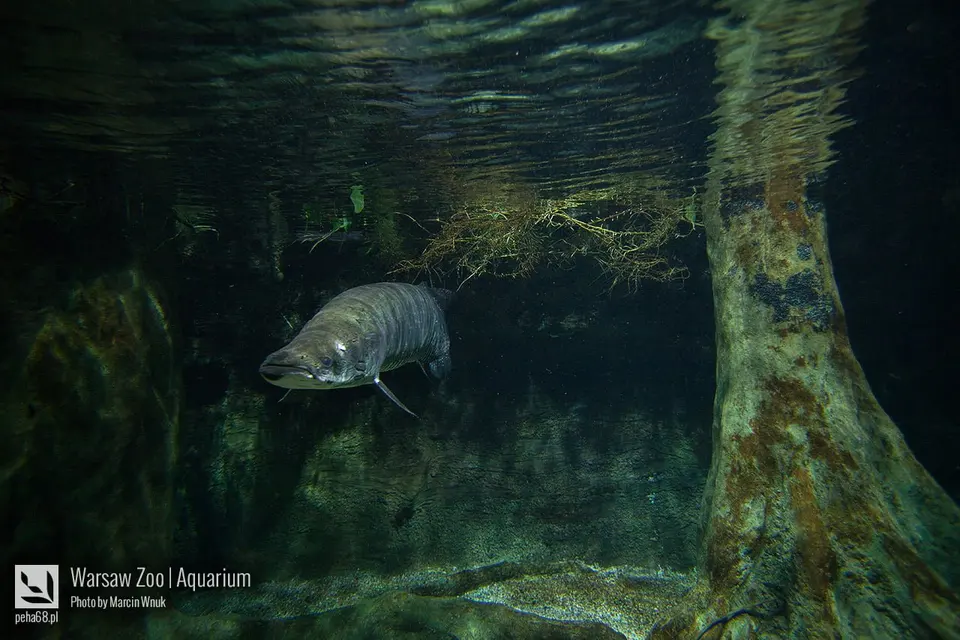 Arapaima 005