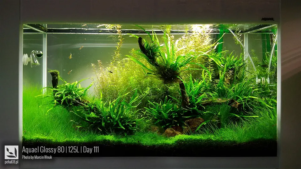 Aquael Glossy 80 - 125L