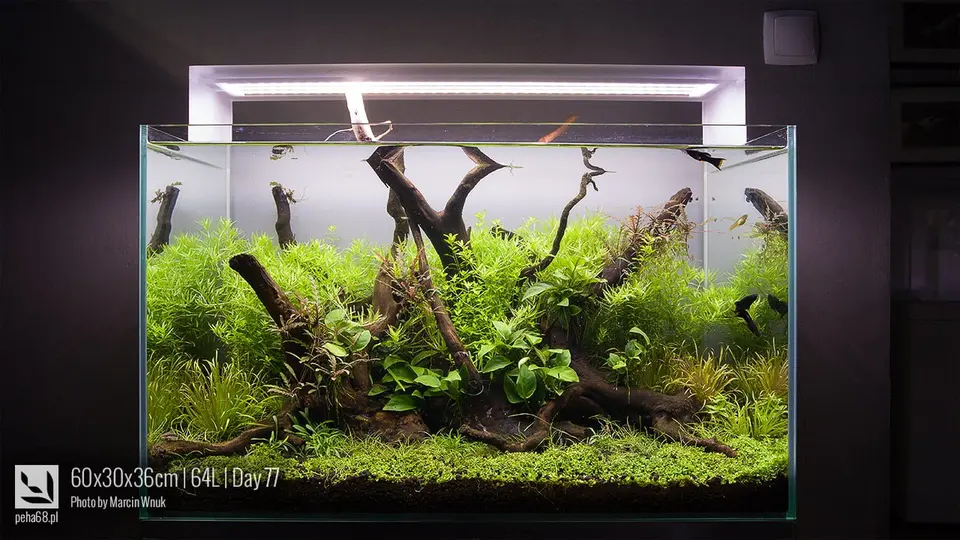 Pokaz zakładania akwarium na Aqua&Zoo 2015