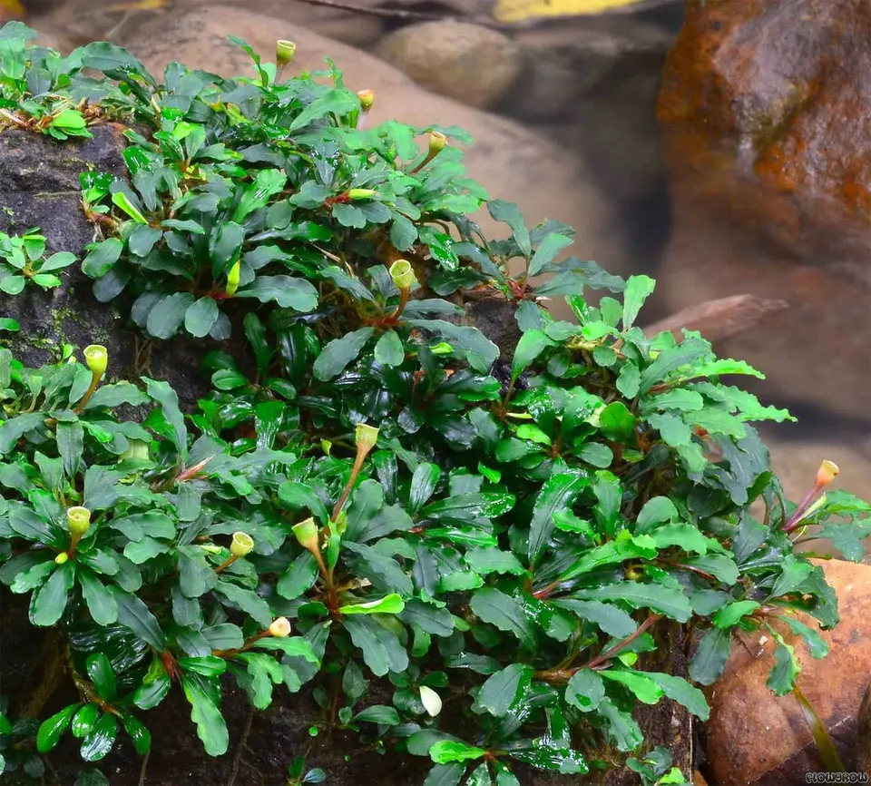 Żródłó : http://www.theaquaticplantsociety.org/world-of-bucephalandra/
