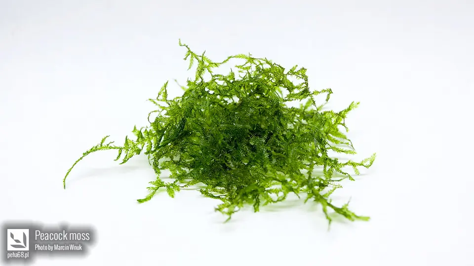Taxiphyllum sp. 'Peacock'