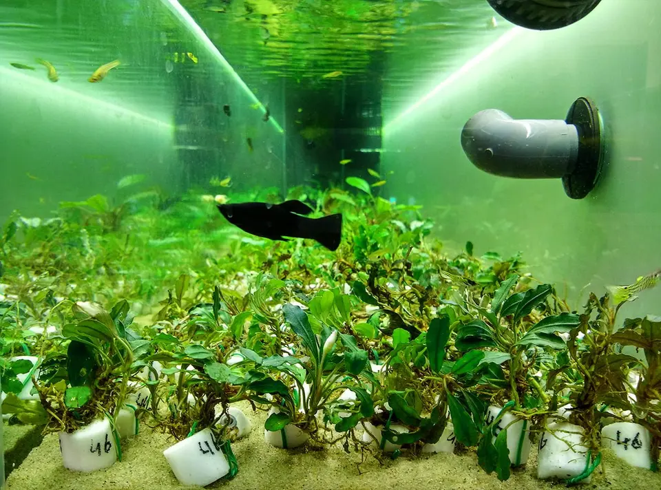 Bucephalandra - aktualnie na stanie
