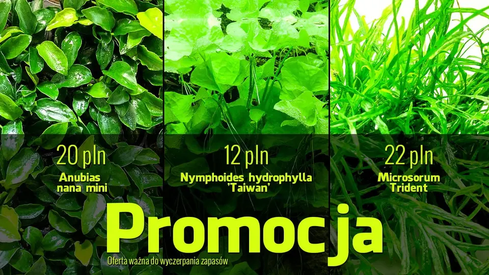 Promocja - Anubias nana mini i Microsorum trident
