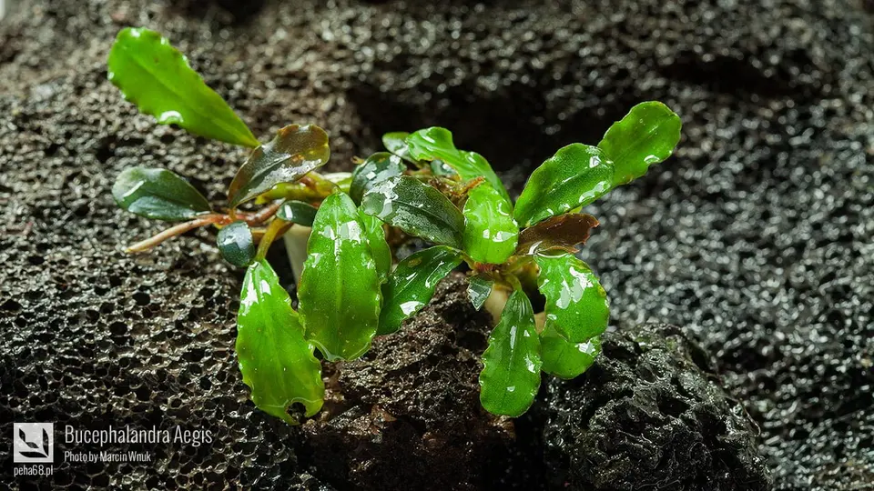 Bucephalandra sp. 'Aegis'