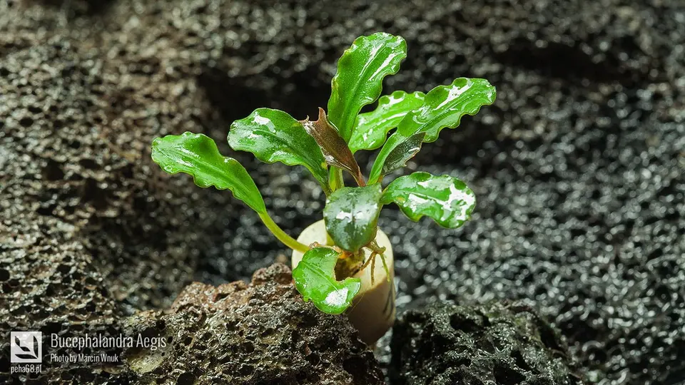 Bucephalandra Aegis 002