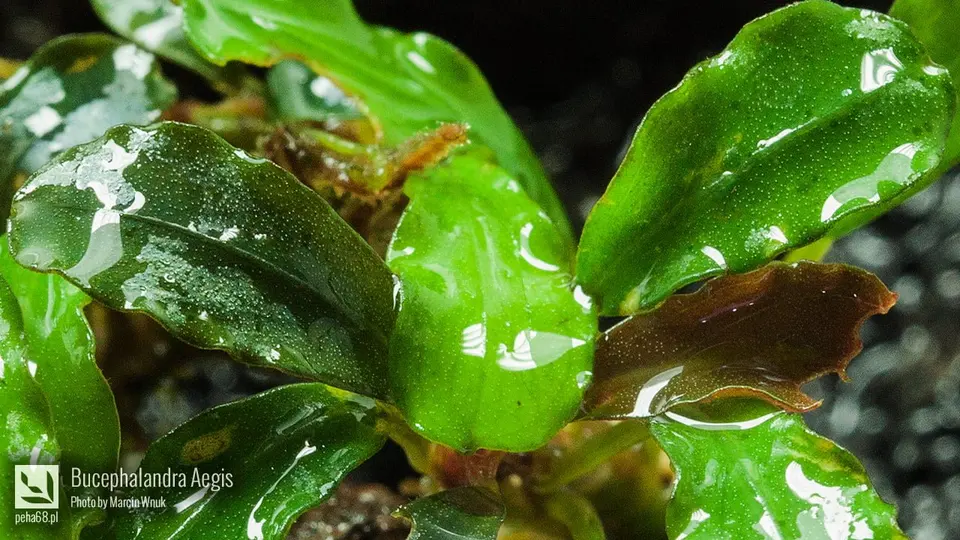 Bucephalandra Aegis 003