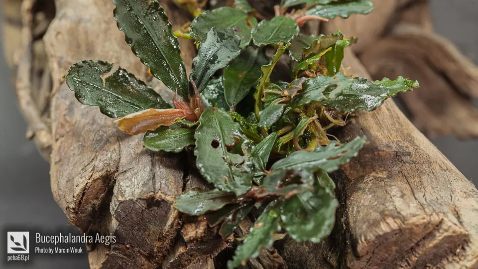 Bucephalandra sp. 'Aegis'