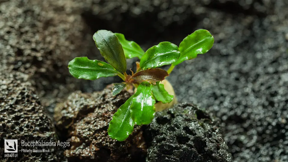 Bucephalandra sp. 'Aegis'