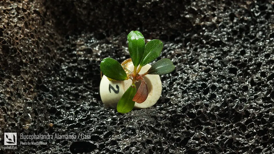 Bucephalandra Alamanda - Gaia - 002
