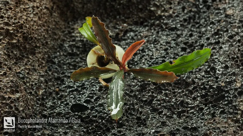 Bucephalandra Alamanda - Gaia - 003