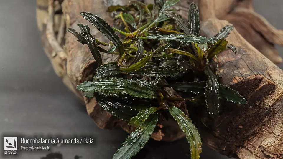 Bucephalandra sp. 'Alamanda / Gaia'
