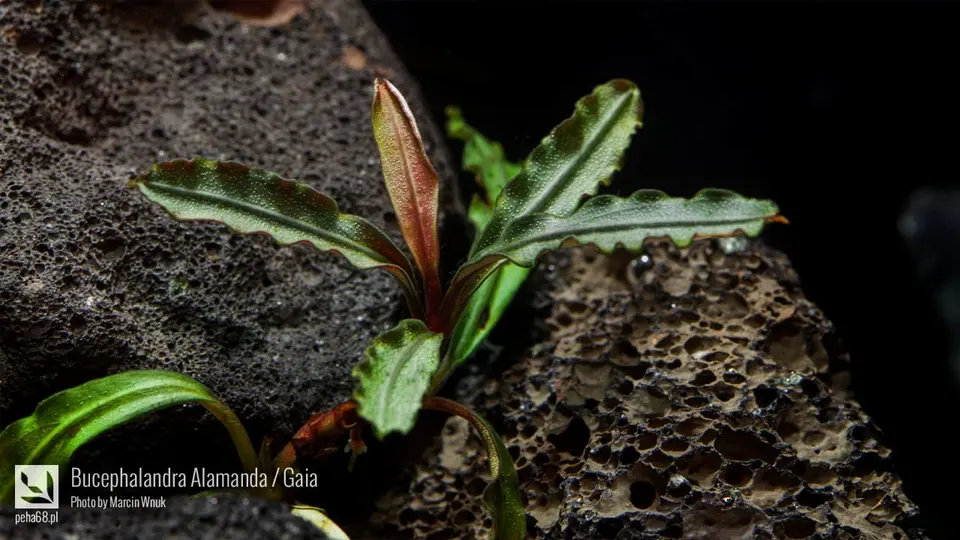 Bucephalandra Alamanda - Gaia