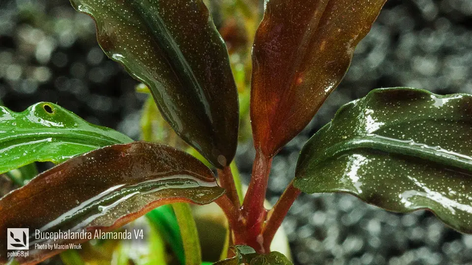 Bucephalandra Alamanda V4 - 001