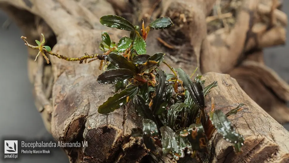 Bucephalandra sp. 'Alamanda V4'