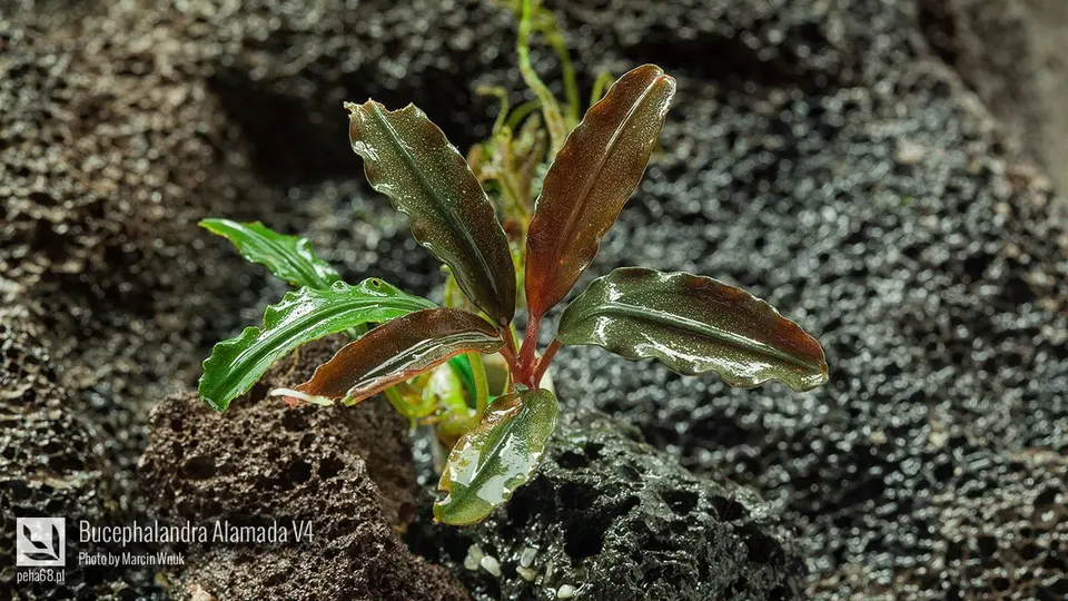 Bucephalandra Alamanda V4