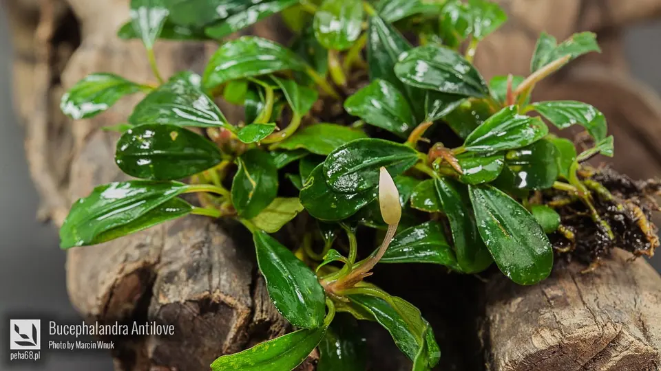 Bucephalandra sp. 'Antilove'