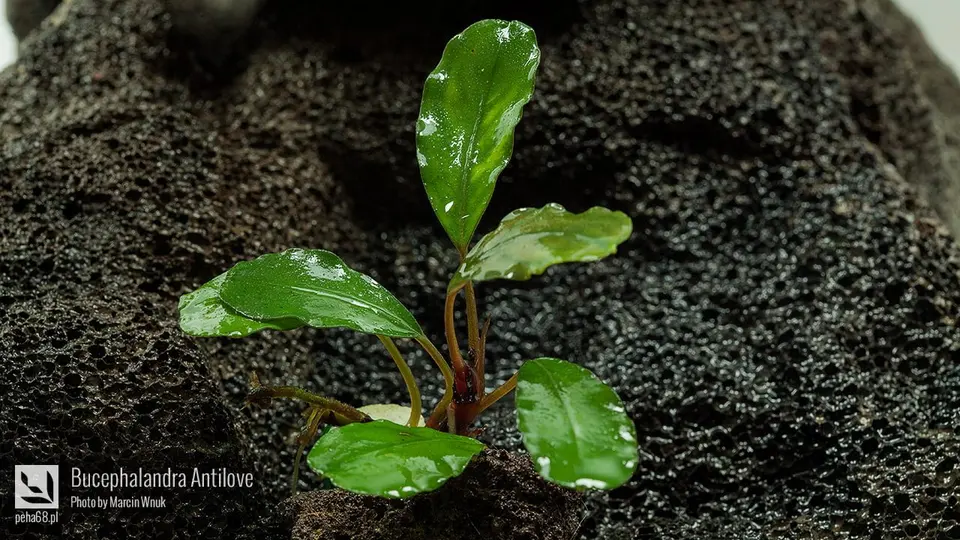Bucephalandra Antilove