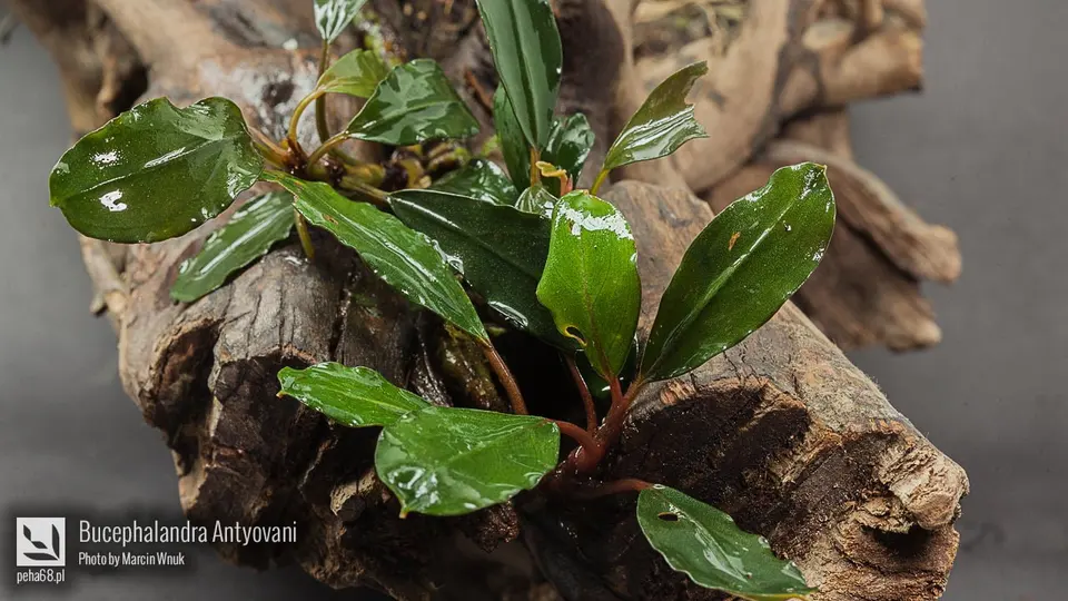 Bucephalandra Antyovani